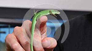 Takydromus Dorsalis Lizard Reptile Closeup