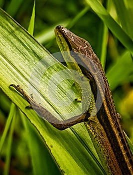 Takydromus sexlineatus