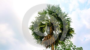 Tal gach. English name: Palmyra-palm, Brab Tree. Habitat :Borassus flabellifer