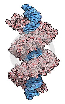 TAL transcription activator like effector protein or TALE. DNA binding protein. In TALEN technology, these are combined with. photo