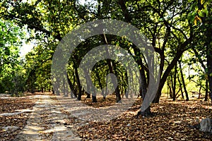 Tala zone forest, Bandhavgarh, Madhya Pradesh, India