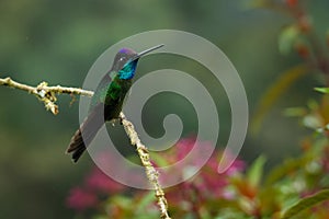 Talamanca Admirable Hummingbird - Eugenes spectabilis is large hummingbird living in Costa Rica and Panama.  Beautiful green and