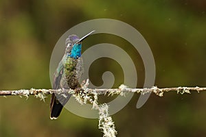 Talamanca Admirable Hummingbird - Eugenes spectabilis is large hummingbird living in Costa Rica and Panama.  Beautiful green and