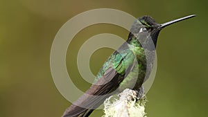 Talamanca Admirable Hummingbird - Eugenes spectabilis is large hummingbird living in Costa Rica and Panama. Beautiful green and