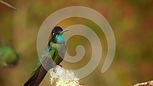 Talamanca Admirable Hummingbird - Eugenes spectabilis is large hummingbird living in Costa Rica and Panama. Beautiful green and