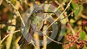 Talamanca Admirable Hummingbird - Eugenes spectabilis is large hummingbird living in Costa Rica and Panama. Beautiful green and