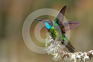 Talamanca Admirable Hummingbird - Eugenes spectabilis is large hummingbird living in Costa Rica and Panama.  Beautiful green and photo