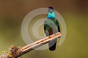 Talamanca Admirable Hummingbird - Eugenes spectabilis is large hummingbird living in Costa Rica and Panama.  Beautiful green and