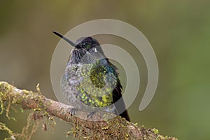 Talamanca Hummingbird  841008 photo