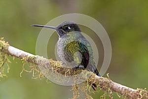 Talamanca Hummingbird 844101 photo