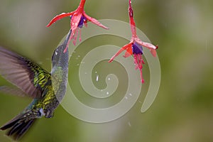 Talamanca Hummingbird  841050 photo