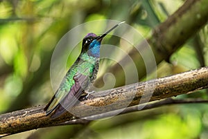 Talamanca Hummingbird - Eugenes spectabilis photo