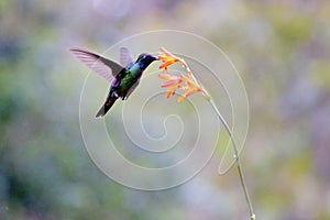 Talamanca Hummingbird 837229 photo