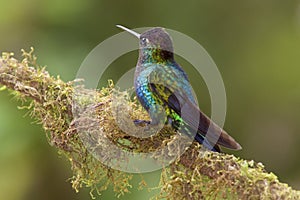 Talamanca Hummingbird  842101 photo