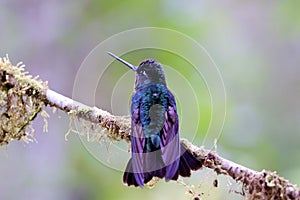 Talamanca Hummingbird  837196 photo