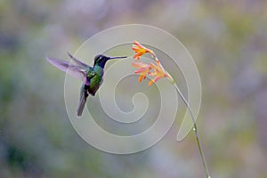 Talamanca Hummingbird  837233 photo