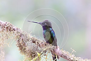 Talamanca Hummingbird 837509 photo