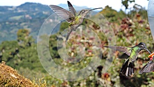 Talamanca hummingbirds