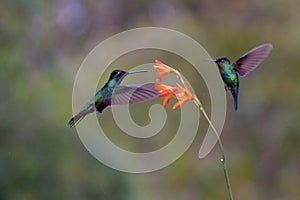 Talamanca Hummingbirds  837223