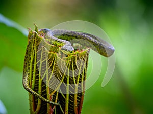 Talamancan Palm-Pitviper, Bothriechis nubestris, nature habitat. Rare new specie viper in tropical forest