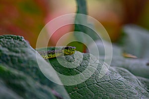 Talamancan Palm-Pitviper, Bothriechis nubestris, nature habitat. Rare new specie viper in tropical forest