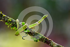 Talamancan Palm-Pitviper, Bothriechis nubestris, nature habitat. Rare new specie viper in tropical forest