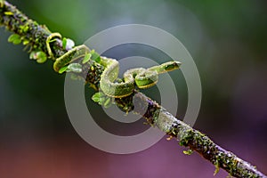 Talamancan Palm-Pitviper, Bothriechis nubestris, nature habitat. Rare new specie viper in tropical forest