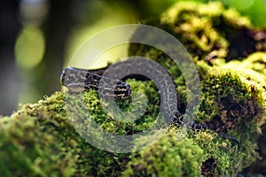 Talamancan Palm-Pitviper, Bothriechis nubestris, nature habitat. Rare new specie viper in tropical forest