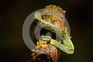 Talamancan Palm-Pitviper, Bothriechis nubestris, nature habitat. Rare new specie viper in tropical forest. Poison snake in the