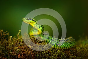 Talamancan Palm-Pitviper, Bothriechis nubestris, nature habitat. Rare new specie viper in tropical forest. Poison snake in the