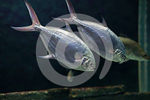 Talang Queenfish photo