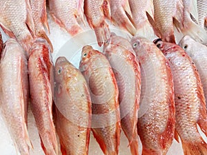 Talapia Merah fish or the scientific name called Oreochromis niloticus.