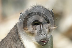 Talapoin - Miopithecus - Close-up image photo