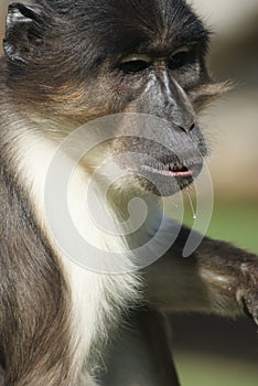 Talapoin - Miopithecus - Close-up image photo