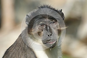 Talapoin - Miopithecus - Close-up image