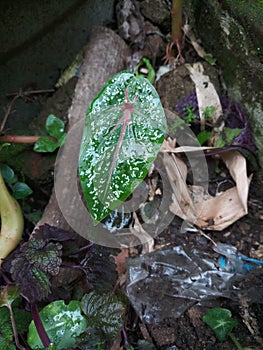 Ornamental Tree Talas