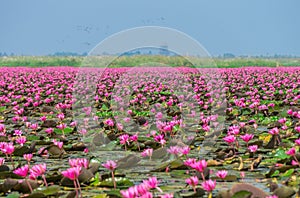 Talay Bua Daeng or Red water lily sea at Nong Han marsh in Kumphawapi district, Udon Thani, Thailand.