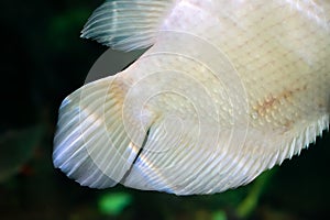 Tale of Albino giant gourami (Osphronemus goramy) fish, large gourami native to Southeast Asia
