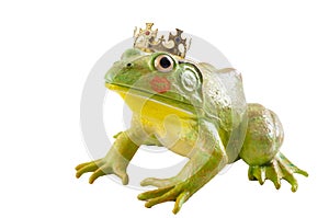 The tale of the Frog Prince and old fairytale concept with a toad wearing a king s golden crown and red lipstick marks from a kiss