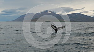 Tale of the whale in the fjord