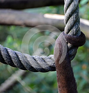 Tale of Woolly Monkey in the Peruvian Rain Forest.