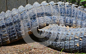 Tales of alligator are a crocodilian in the genus Alligator of the family Alligatoridae. photo