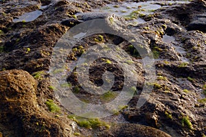 Tali beach rocks and algae in Nasugbu, Batangas, Philippines