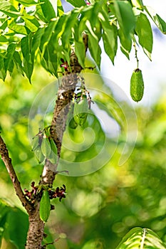taling pling fruit