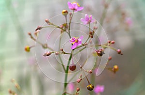Talinum fruticosum Nela, pink flowers