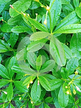 Talinum paniculatum .