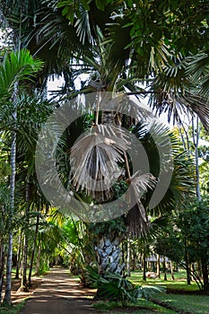 Talipot palm corypha umbraculifera at Sir Seewosagur Ramgoolam Botancial Garden in Pamplemousses, Mauritius