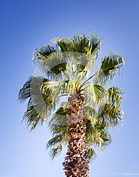 Talipot palm at winter time