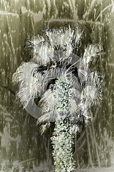 Talipot palm at winter