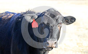 Talking or chewing cud cow face wearing ear tag